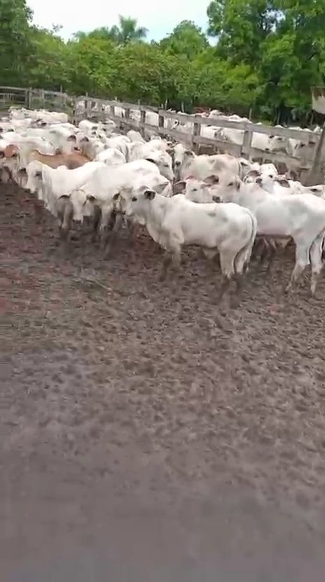 En venta 75 torillos edad 1 año precio por bulto con entrega