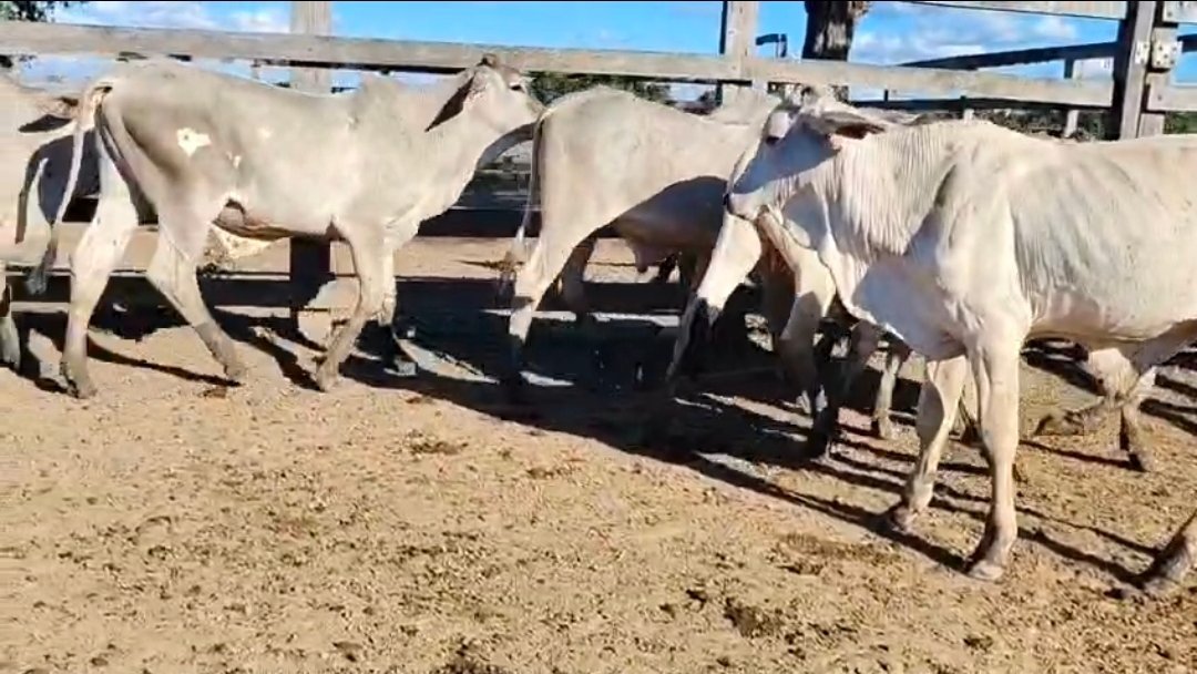 44 Brahman